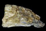 Bargain, Fossil Tyrannosaur Tooth - Aguja Formation, Texas #105068-1